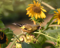 Oriental Greenfinch